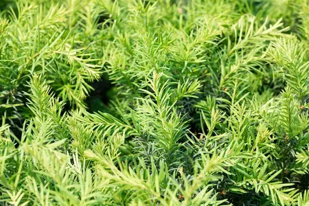 Taxus b. 'Schwarzgr?n' - 15-20 CM P9 - image 3