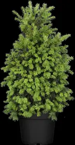 Taxus b. 'Schwarzgr?n' - 1.5 Ltr pot - image 2