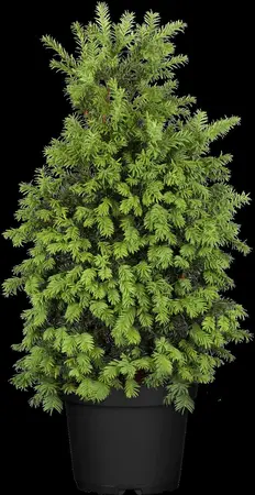 Taxus b. 'Schwarzgr?n' - 15-20 CM P9 - image 2