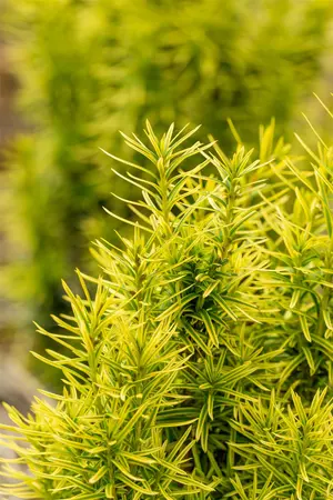 Taxus b. 'Semperaurea' - LINERS 24 CEL TRAY P9 SIZE - image 4
