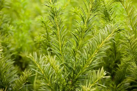 Taxus b. 'Semperaurea' - 80-100 CM RB - image 3