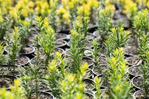 Taxus b. 'Semperaurea' - DOME 130-140 CM RB - image 5