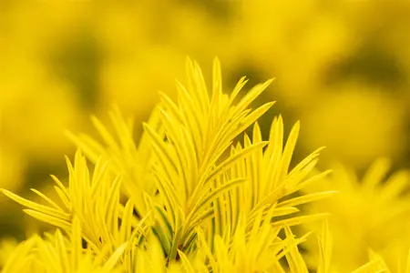 Taxus b. 'Semperaurea' - 70-80 CM RB - image 5