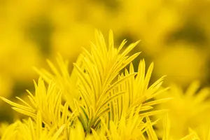 Taxus b. 'Semperaurea' - 70-80 CM RB - image 5
