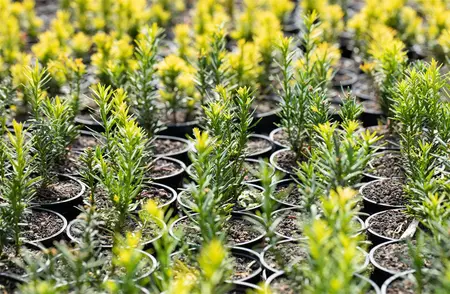 Taxus b. 'Semperaurea' - 40-50 CM C3.5 - image 4