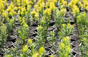 Taxus b. 'Semperaurea' - 50-60 CM C10 - image 4