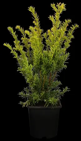 Taxus b. 'Semperaurea' - DOME 130-140 CM RB - image 1