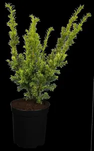 Taxus b. 'Semperaurea' - 80-100 CM RB - image 2