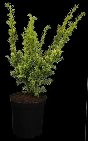 Taxus b. 'Semperaurea' - DOME 130-140 CM RB - image 2