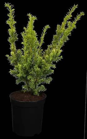 Taxus b. 'Semperaurea' - 50-60 CM C10 - image 2