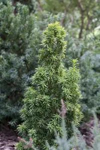 Taxus b. 'Standishii'
