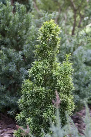 Taxus b. 'Standishii' - 30-40 CM C3