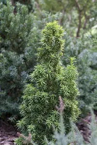 Taxus b. 'Standishii' - 30-40 CM C3