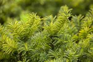 Taxus b. 'Summergold' - 20-25 CM C2 - image 2
