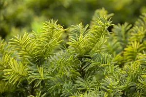 Taxus b. 'Summergold' - 25-30 CM C3.5 - image 2