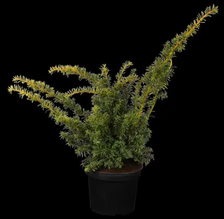 Taxus b. 'Summergold' - 50 CM BALL ROOTBALL - image 1