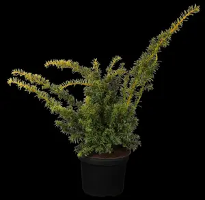 Taxus b. 'Summergold' - MULTISTEM 200-250 CM RB - image 1