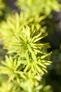 Taxus b. 'Washingtonii'