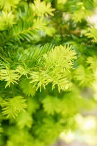 Taxus b. 'Washingtonii' - 50 CM BALL ROOTBALL - image 3