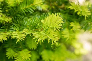 Taxus b. 'Washingtonii' - 50 CM BALL ROOTBALL - image 2