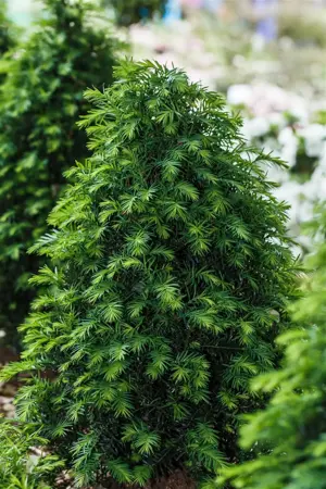 Taxus b. 'White Hedge' - P10.5 - image 2