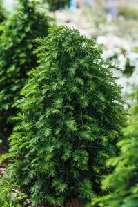 Taxus b. 'White Hedge' - P10.5 - image 2