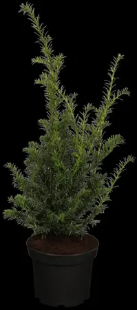 Taxus b. 'White Hedge' - P10.5 - image 1
