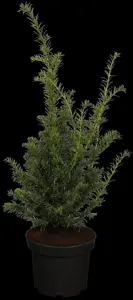 Taxus b. 'White Hedge'