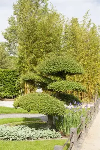 Taxus baccata - BEEHIVE H 160-180 CM W 100-120 CM RB - image 5