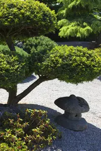 Taxus baccata - 60-70 CM C7.5 - image 3
