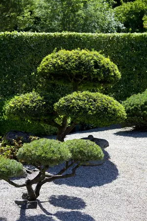 Taxus baccata - 60-70 CM C7.5 - image 4