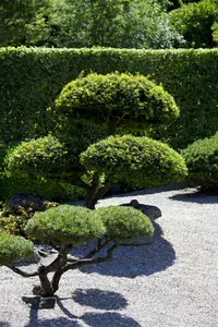 Taxus baccata - 60-70 CM C7.5 - image 4