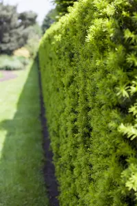 Taxus baccata - 60-70 CM C7.5 - image 5