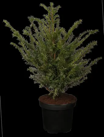 Taxus baccata - DOME 140-150 CM RB - image 2