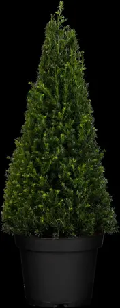 Taxus baccata - DOME 200-220 CM RB - image 3