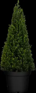 Taxus baccata - MULTISTEM 450-500 CM RB - image 3