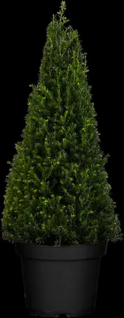 Taxus baccata - 100 CM BALL CNT - image 3