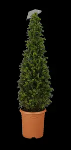 Taxus baccata - CONE H 200-225 CM W 80-90 CM RB - image 1