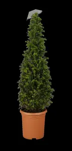 Taxus baccata - 150Hx100Wx40D CM HEDGE CONT - image 1