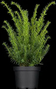 Taxus media