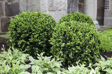Taxus media 'Eleganza' - 50-60 CM RB - image 5