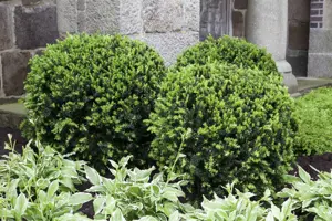 Taxus media 'Eleganza' - 80-100 CM RB - image 5