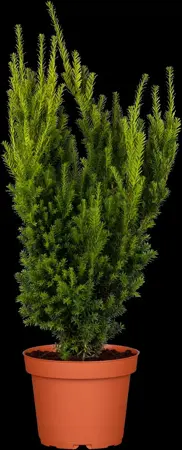 Taxus media 'Eleganza' - 80-100 CM RB - image 2