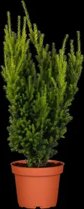 Taxus media 'Eleganza' - 80-100 CM RB - image 2
