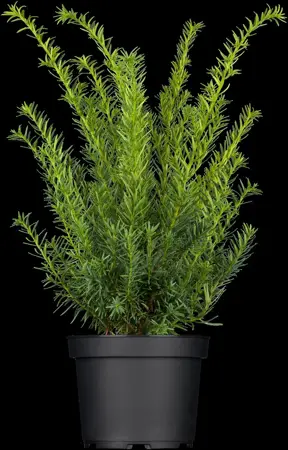 Taxus media 'Eleganza' - 80-100 CM RB - image 1