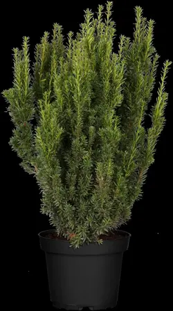 Taxus media 'Farmen' - 30 CM BALL C7.5
