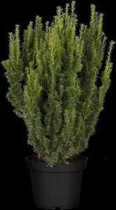 Taxus media 'Farmen' - 30 CM BALL C7.5