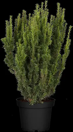 Taxus media 'Farmen' - 50-60 CM C3