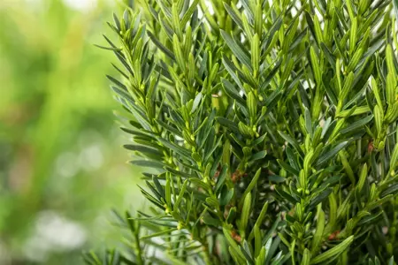 Taxus media 'Green Mountain' - 30-40 CM C3.5