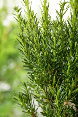 Taxus media 'Groenland' - 1.5 Ltr pot - image 2
